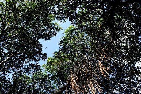 Qué son los Manglares? y el Parque Tierra de Sueño en Maracaibo