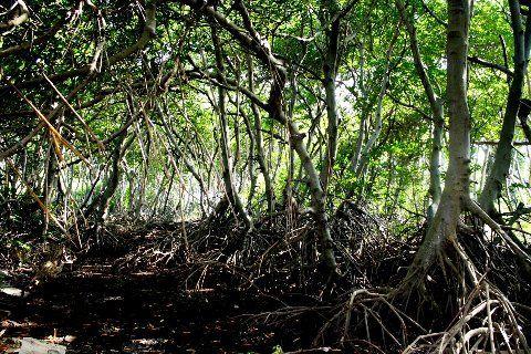 Qué son los Manglares? y el Parque Tierra de Sueño en Maracaibo