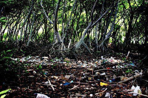 Qué son los Manglares? y el Parque Tierra de Sueño en Maracaibo