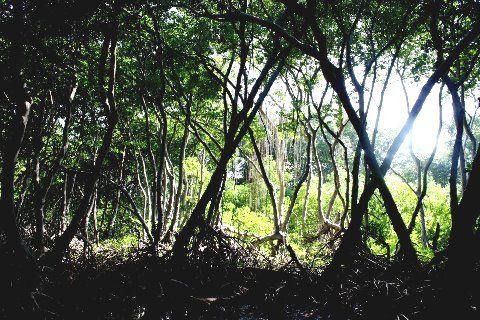 Qué son los Manglares? y el Parque Tierra de Sueño en Maracaibo