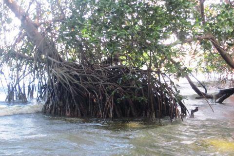 Qué son los Manglares? y el Parque Tierra de Sueño en Maracaibo