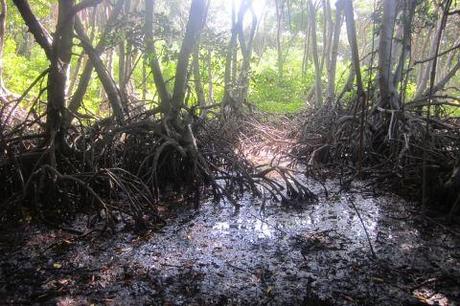 Qué son los Manglares? y el Parque Tierra de Sueño en Maracaibo Qué son los Manglares? y el Parque Tierra de Sueño en Maracaibo