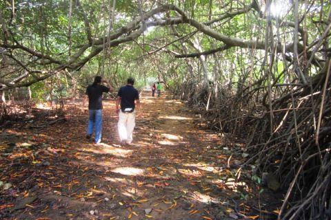 Qué son los Manglares? y el Parque Tierra de Sueño en Maracaibo