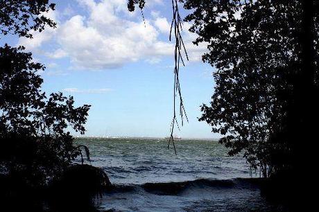 Qué son los Manglares? y el Parque Tierra de Sueño en Maracaibo Qué son los Manglares? y el Parque Tierra de Sueño en Maracaibo