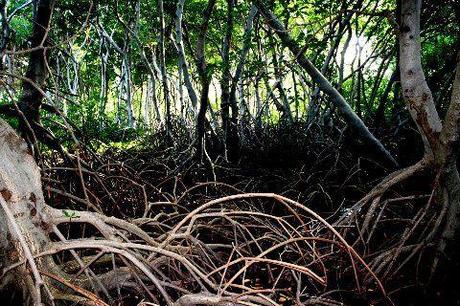 Qué son los Manglares? y el Parque Tierra de Sueño en Maracaibo