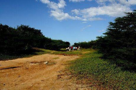 Qué son los Manglares? y el Parque Tierra de Sueño en Maracaibo Qué son los Manglares? y el Parque Tierra de Sueño en Maracaibo