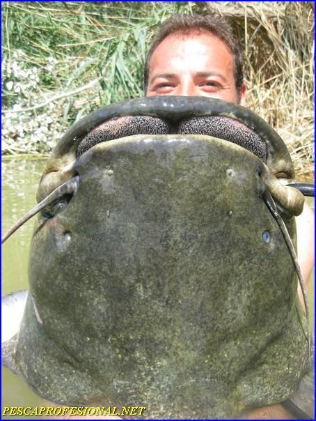 MONSTRUOS DE RIO MONSTRUOS DE RIO EL GRAN SILURO