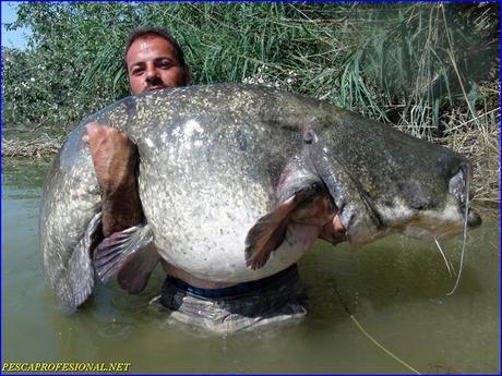 SILURO SILURO EL GRAN SILURO