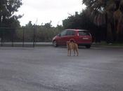 Perro joven abandonado peligro envenenado. (huelva)