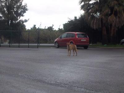 PERRO JOVEN ABANDONADO CON PELIGRO DE SER ENVENENADO. (HUELVA)