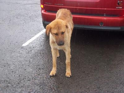 PERRO JOVEN ABANDONADO CON PELIGRO DE SER ENVENENADO. (HUELVA)