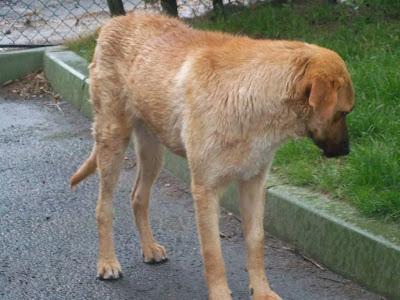 PERRO JOVEN ABANDONADO CON PELIGRO DE SER ENVENENADO. (HUELVA)