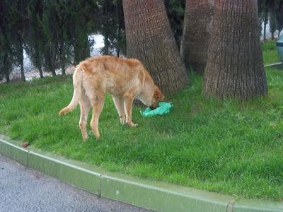 PERRO JOVEN ABANDONADO CON PELIGRO DE SER ENVENENADO. (HUELVA)