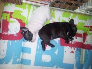 Tips para la alimentación de tu cachorro