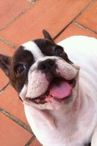 Tips para la alimentación de tu cachorro