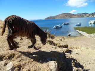 Copacabana (Bolivia) - En la isla del sol