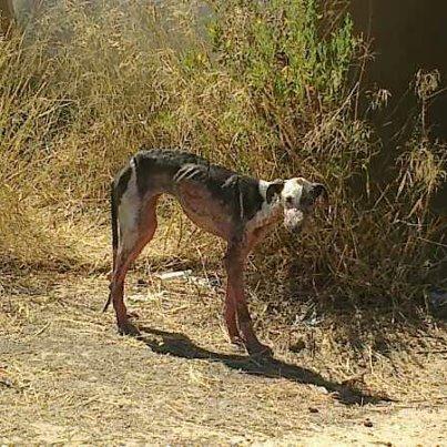 Foto: Huelva!!!! me mandan esto por wasatt !!! esta en los huesos..algien puede hacer algo ?Maria Maria Jose  695 86 90 03 Cleane...610 330 764