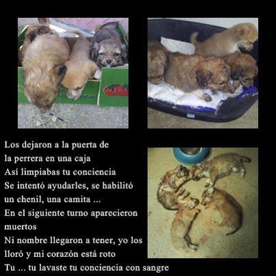 Foto: Esta es la realidad de lo que pasa cuando una y otra vez se dicen que las protectoras están saturadas, que antes de dejarlos en la puerta al menos den la cara, y asuman la responsabilidad , si quiera que se queden con ellos de acogida ...  Estos cachorros fueron abandonados en la puerta de la perrera , ¿que se hace? ¿se deja al sol o se intenta un imposible?, se intentó ... y no se consiguió, a pesar de los cuidados y precauciones los cuatro cachorros aparecieron muertos en el chenil, otro perro les atacó ... esas son las consecuencias de la saturación ... mientras que nosotr@s lloramos , quién los dejó en aquella caja lavando su conciencia es el UNICO responsable de esas CUATRO MUERTES, probablemente no le interesa saber pero en sus manos está su sangre Por favor , cuando decimos no se puede mas ... es que no se puede mas... ellos no merecian morir y menos así, la voluntaria de la protectora no se merecía ese dolor , y todo por la irresponsabilidad  de alguien que ha lavado su conciencia , si , pero con sangre