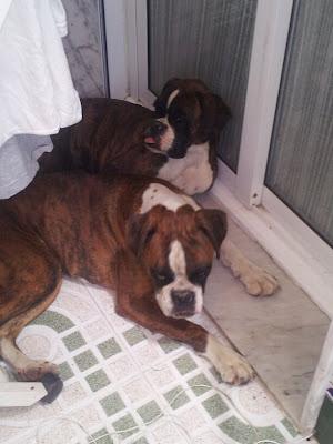 Danko y Dona, dos preciosos boxer de 6 meses entregados por la guardia civil. GPAR. (Córdoba)