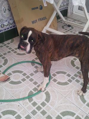 Danko y Dona, dos preciosos boxer de 6 meses entregados por la guardia civil. GPAR. (Córdoba)