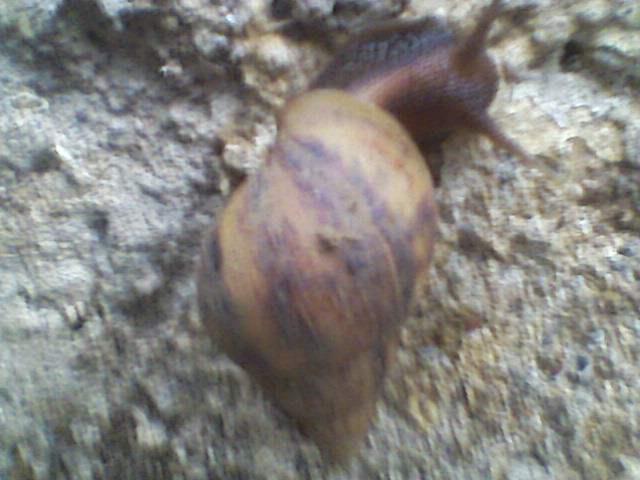CARACOL AFRICANO APARECE EN EL SECTOR CANTARRANA DE EL TOCUYO