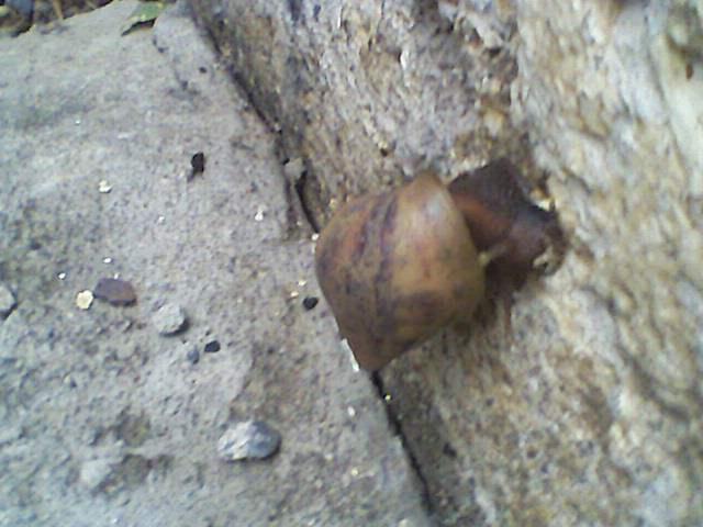 CARACOL AFRICANO APARECE EN EL SECTOR CANTARRANA DE EL TOCUYO