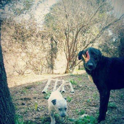 Foto: HARVEY: a 20 días de su recuperación... :) come como loco, ya subió bastante de peso; juega; ladra; se adueñó de la silla sin problemas jejej ... sale a pasear al jardín, POR AHORA SIGUE MUY BIEN pero le falta bastante para finalizar ... muchas gracias a las personas que donaron para su recuperación.-
