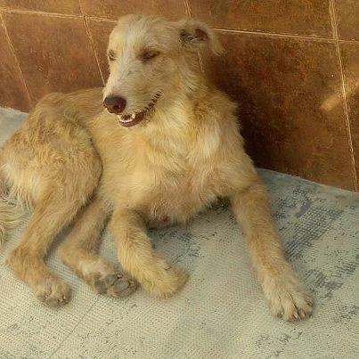 Foto: CHAPLIN, podenquito joven en la calle - NECESITA ACOGIDA URGENTE !!! Hace meses que vaga por un pueblo cercano a Valencia...  La voluntaria que nos lo señaló por primera vez lo había visto de lejos, en un par de ocasiones, esquivando a la gente por las calles del pueblo. Han pasado varios meses y parece haberse establecido en un barrio concreto, más fácilmente localizable.  Parece muy joven, más bien tímido, y la vida que ha llevado le está pasando factura rápidamente : se le ve muy deteriorado y débil.  NECESITAMOS ACOGIDA URGENTE PARA EL ! El verano está siendo MUY MUY DURO, todos estamos saturados y no tenemos ninguna acogida posible para este pequeño.  ¿Quieres ayudarlo? ACOGE - COMPARTE - DIFUNDE  contacto : adopciones@adaana.com telf 600 94 94 09 - 10