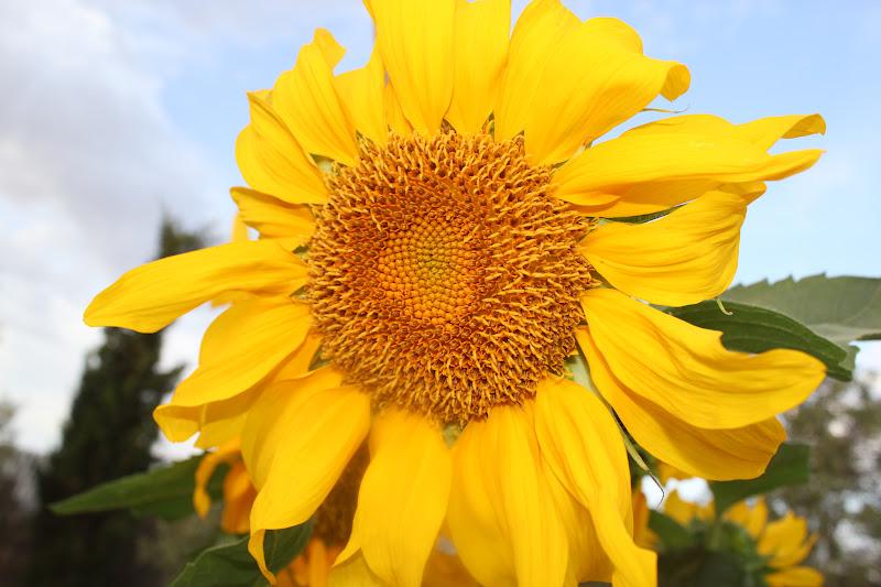 Nice white dress and lovely Cuquito shoes...
