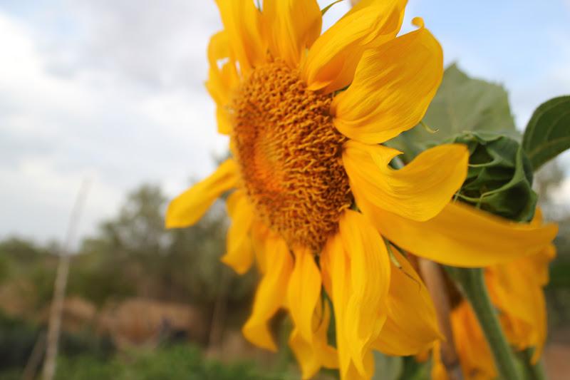 Nice white dress and lovely Cuquito shoes...