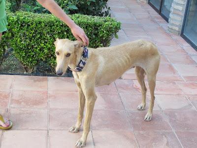 ARA, preciosa GALGA necesita un hogar‏.