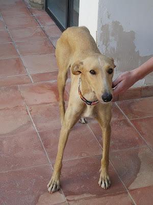 ARA, preciosa GALGA necesita un hogar‏.