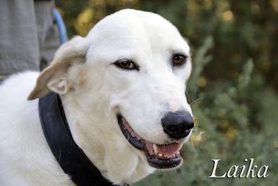 Laika, belleza blanca. Arca Noé Córdoba.