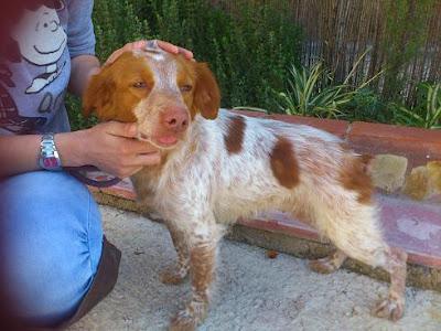 JOHANA BRETONA FRANCESA. AÑO Y MEDIO 9 KILOS.