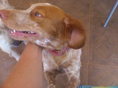 JOHANA BRETONA FRANCESA. AÑO Y MEDIO 9 KILOS.