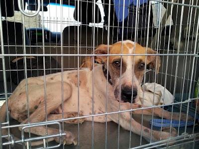 MOMO, GRAVEMENTE ENFERMA, MORIRÁ DONDE HAN FALLECIDO MÁS DE 15 COMPAÑEROS. OS RUEGO AYUDA. LOSA DEL OBISPO (VALENCIA)