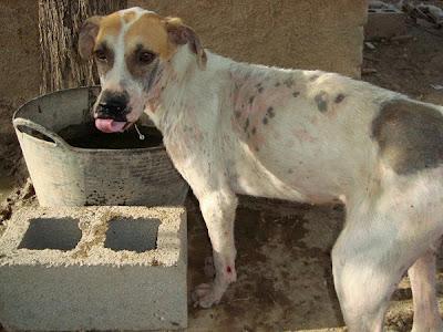 MOMO, GRAVEMENTE ENFERMA, MORIRÁ DONDE HAN FALLECIDO MÁS DE 15 COMPAÑEROS. OS RUEGO AYUDA. LOSA DEL OBISPO (VALENCIA)