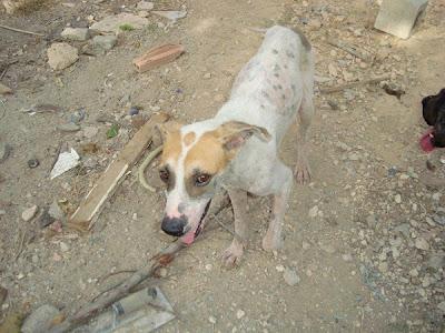 MOMO, GRAVEMENTE ENFERMA, MORIRÁ DONDE HAN FALLECIDO MÁS DE 15 COMPAÑEROS. OS RUEGO AYUDA. LOSA DEL OBISPO (VALENCIA)