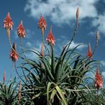 Aloe Vera una planta curativa