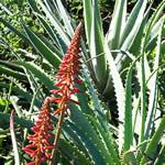 Aloe Vera una planta curativa