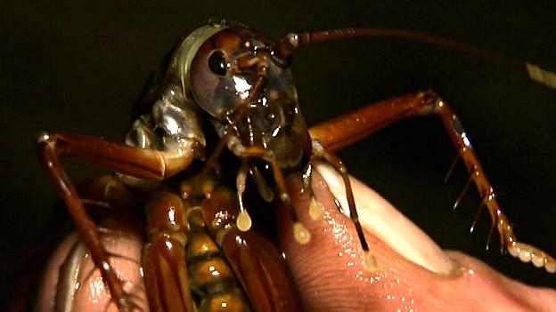 Grillo nadador filmado por la BBC en un cueva en Venezuela, posiblemente una especie nueva