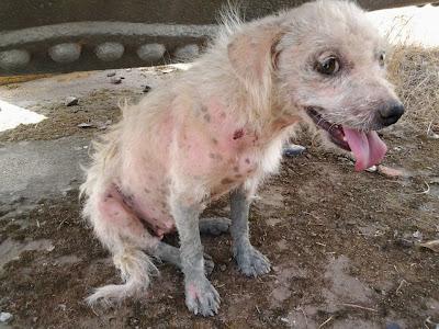 AYUDA URGENTE PARA SALMA!! NECESITA ACOGIDA O ADOPCIÓN.