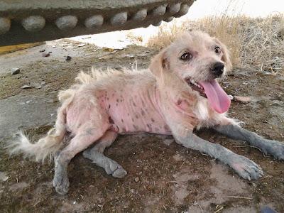 AYUDA URGENTE PARA SALMA!! NECESITA ACOGIDA O ADOPCIÓN.