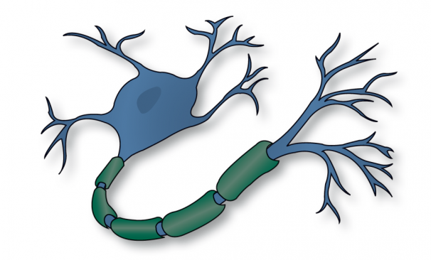 neurona-plasticidad neuronal-memoria