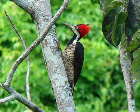 20 Aves de Venezuela con toda su información un excelente trabajo de Audubon de Venezuela alt