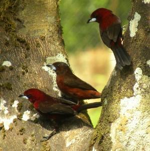 jul2010-1 Los ejemplares de los extremos son machos adultos que muestran su típico color rojo vinoso en el plumaje y el pico negro por arriba y blanco por debajo. El del medio es una macho inmaduro que se encuentra en una etapa temprana en la transición hacia los colores del adulto (Fotografía tomada por Eduardo López)