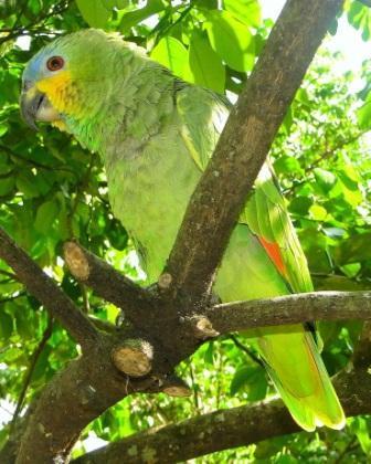 20 Aves de Venezuela con toda su información un excelente trabajo de Audubon de Venezuela May2010-1