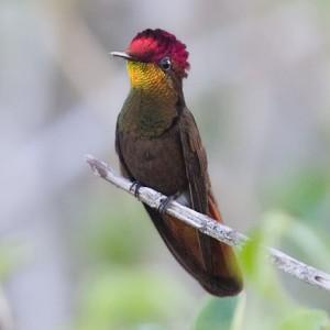 El Tucusito rubí es uno de los tantos colibríes rutilantes que uno puede encontrar en Venezuela. Del color de la cabeza de los machos adultos, como el de la foto, les viene lo de rubí (Fotografía © Arthur Grosset)