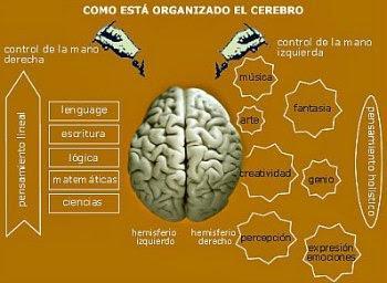5 ejercicios para nivelar el cerebro lógico y el creativo. Cómo está organizado el cerebro 5 ejercicios para nivelar el cerebro lógico y el creativo. Cómo está organizado el cerebro