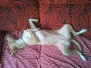 Carta de Ronda, podenca de caSa